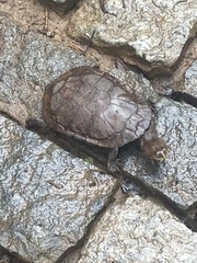 Hydromedusa maximiliani