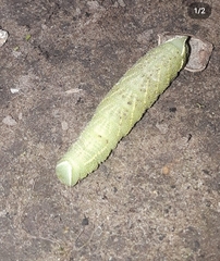 Smerinthinae