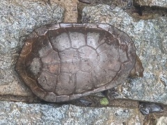 Hydromedusa maximiliani