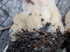 Morchella kaibabensis