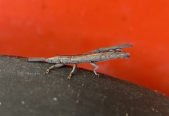 Spalacopsis chemsaki