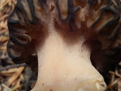 Morchella kaibabensis