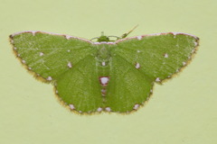 Argyrocosma inductaria