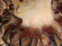 Morchella kaibabensis