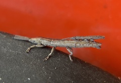 Spalacopsis chemsaki