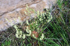 Psammotropha myriantha