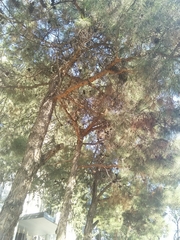 Pinus