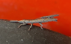 Spalacopsis chemsaki