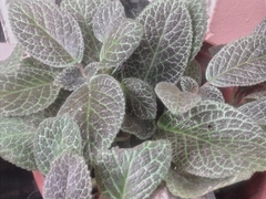 Episcia