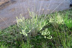Psammotropha myriantha