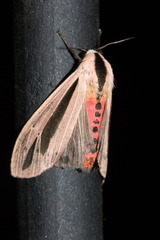 Creatonotos gangis-interrupta agg