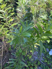 Acacia auriculiformis