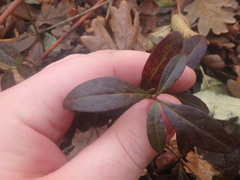 Vinca minor