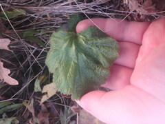 Sanicula crassicaulis