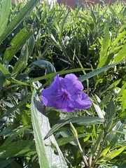 Ruellia ciliatiflora