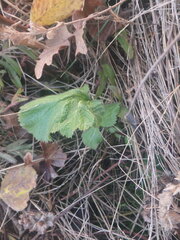 Sanicula crassicaulis