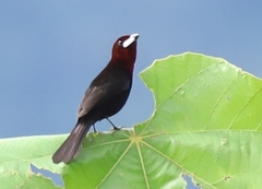 Ramphocelus carbo