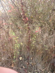 Cotoneaster simonsii