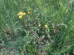 Senecio consanguineus