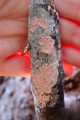 Steccherinum ochraceum