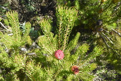 Leucadendron teretifolium