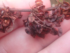 Cotoneaster simonsii