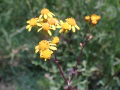 Senecio consanguineus