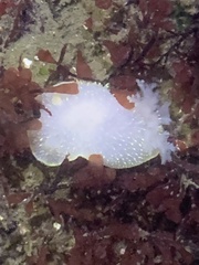 Acanthodoris hudsoni