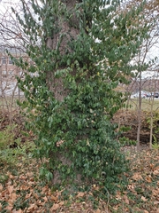 Euonymus fortunei