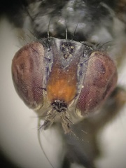 Cordilura