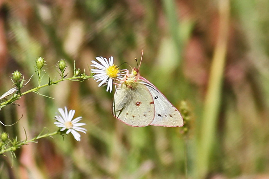 Orange sulphur (Colias eurytheme)