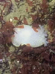 Acanthodoris hudsoni
