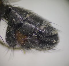 Cordilura