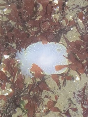 Acanthodoris hudsoni