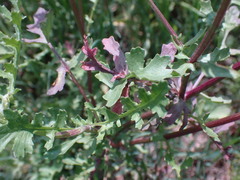 Senecio consanguineus