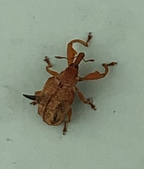 Odontopus nigrispinis