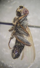 Cordilura