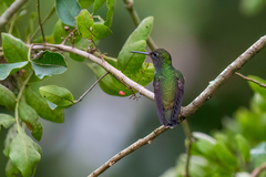 Chionomesa fimbriata