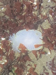 Acanthodoris hudsoni