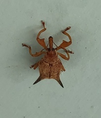 Odontopus nigrispinis