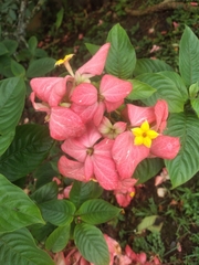 Mussaenda philippica