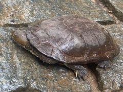 Hydromedusa maximiliani