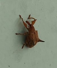 Odontopus nigrispinis