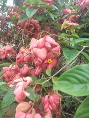 Mussaenda philippica
