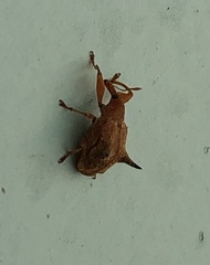 Odontopus nigrispinis