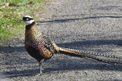 Syrmaticus reevesii