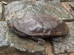 Hydromedusa maximiliani