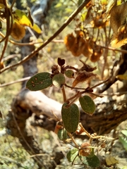 Gaudichaudia cynanchoides