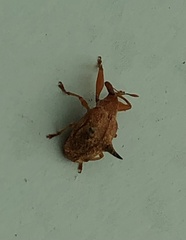 Odontopus nigrispinis