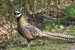 Syrmaticus reevesii